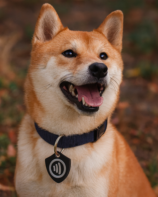 Shield SmartTag — Rugged Protection for Everyday Essentials